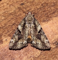 Catocala micronympha