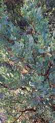 Arctostaphylos peninsularis