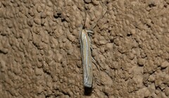 Eufernaldia cadarellus