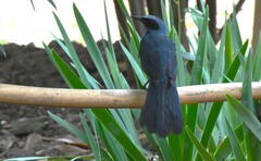 Melanotis caerulescens