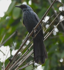 Melanotis caerulescens