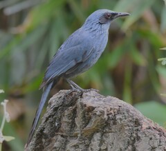 Melanotis caerulescens