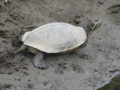 Trachemys scripta elegans