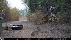 Sylvilagus audubonii