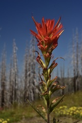 Castilleja pruinosa