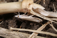 Metacrambus carectellus