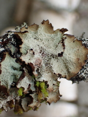 Platismatia norvegica