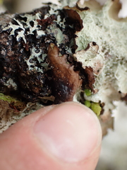 Platismatia norvegica
