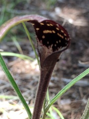 Aristolochia erecta