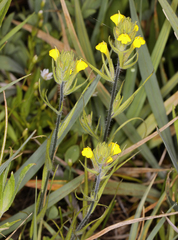 Castilleja lacera
