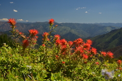 Castilleja pruinosa