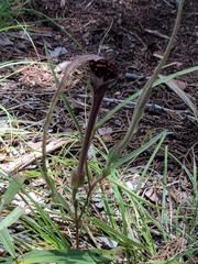 Aristolochia erecta