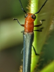 Oberea rubetra