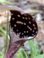 Aristolochia erecta