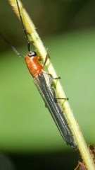 Oberea rubetra