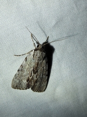 Catocala sordida
