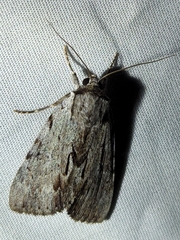 Catocala sordida