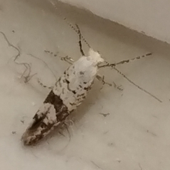 Argyresthia curvella