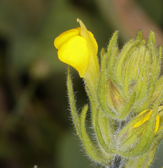 Castilleja lacera