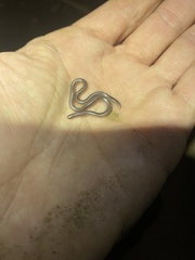 Rena humilis humilis