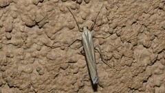 Eufernaldia cadarellus