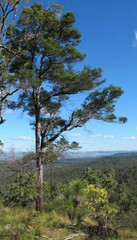 Lysicarpus angustifolius