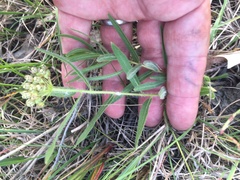 Asclepias lanuginosa