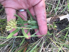 Asclepias lanuginosa