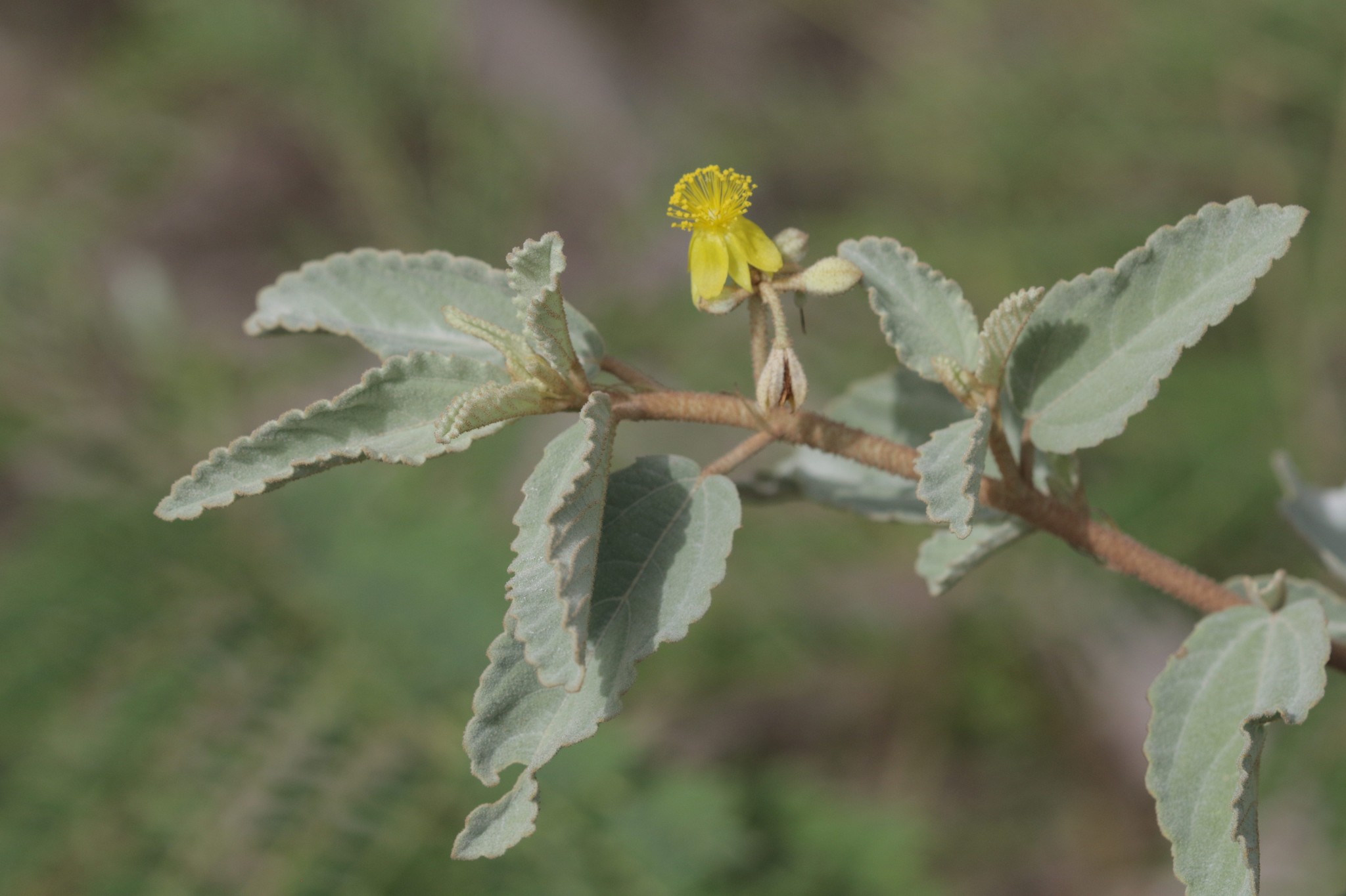 Corchorus hirsutus