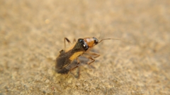 Prostemmatinae