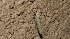 Eufernaldia cadarellus