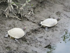 Trachemys scripta elegans
