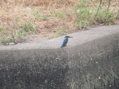 Alcedo atthis bengalensis