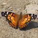 Mariposa Vanesa Americana - Photo (c) Susan Elliott, algunos derechos reservados (CC BY-NC), subido por Susan Elliott