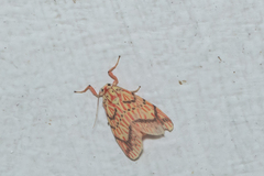 Barsine striata