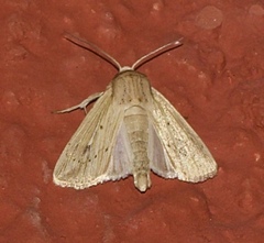 Leucania roseilinea