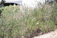 Lonicera subspicata denudata