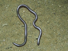 Rena humilis humilis