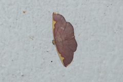 Nothomiza flavicosta