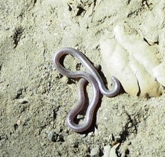 Rena humilis humilis