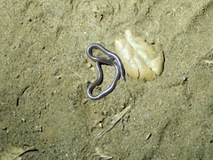 Rena humilis humilis