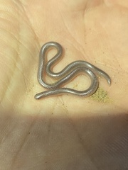 Rena humilis humilis
