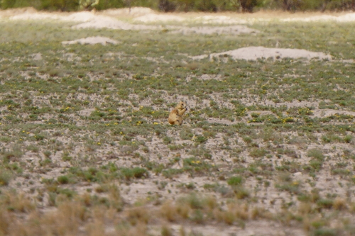 Mexican Prairie Dog (Cynomys mexicanus)