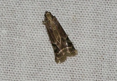 Assara albicostalis