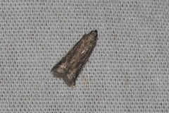 Assara albicostalis