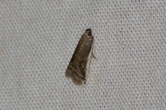 Assara albicostalis