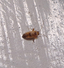 Parthenicus juniperi