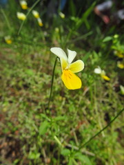 Viola hymettia