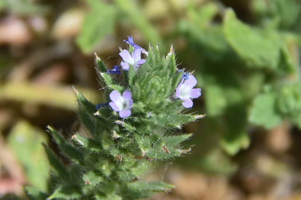 Bigbract Verbena From Veterans Park, Jenks, Ok, Usa On July 07, 2022 At 