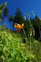 Lilium pardalinum wigginsii